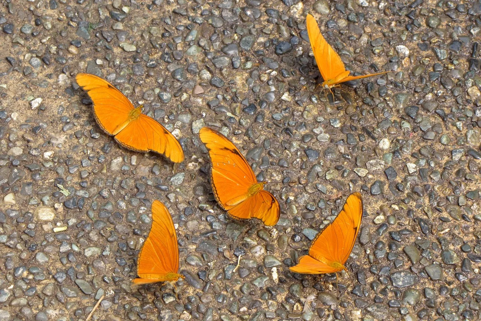 Victoria Butterfly Gardens billets : 3 options pour votre visite